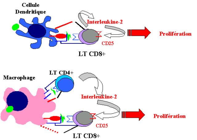 Importance De L`augmentation Du Nombre Des Lymphocytes